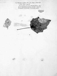 Himantia candida image